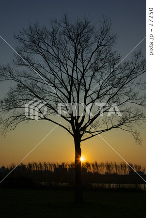 夕日にたたずむ木 夕日にたたずむ木 27250