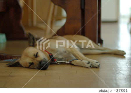 眠り犬・アーサー 27391
