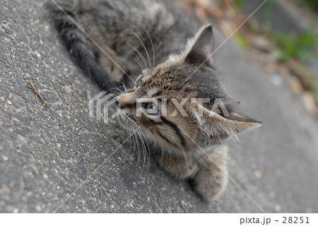 なんじゃー 28251