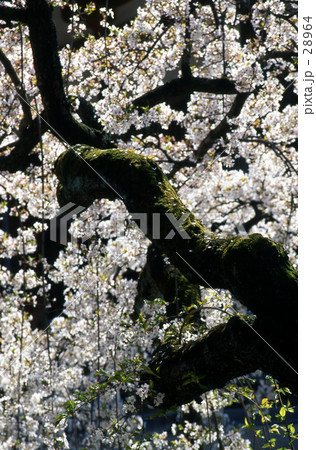 法隆寺の枝垂れ桜 法隆寺の枝垂れ桜 28964