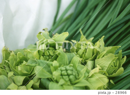 ほろ苦い春 ほろ苦い春 28966