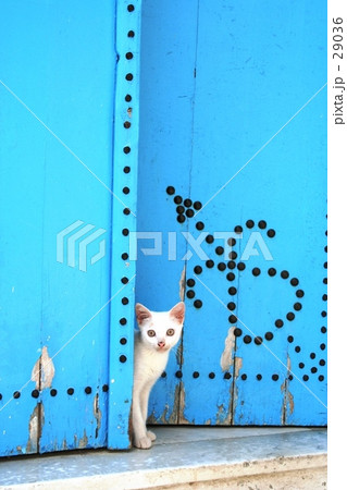 the Contrast.  29036