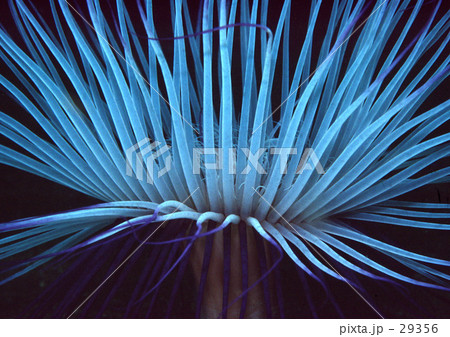 ムラサキハナギンチャク 29356