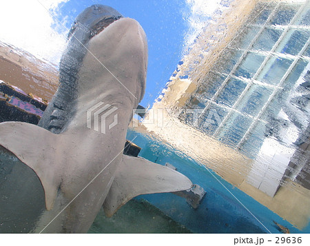 じょうず？ 29636