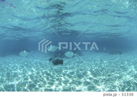 モルディブ・バンドス・ハウスリーフ 31336