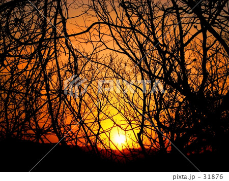 ラクヨウ。 ラクヨウ。 31876