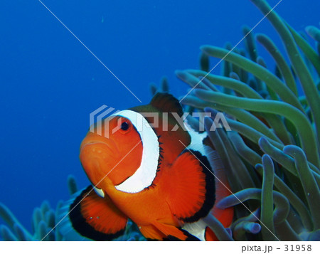 カクレクマノミ カクレクマノミ 31958