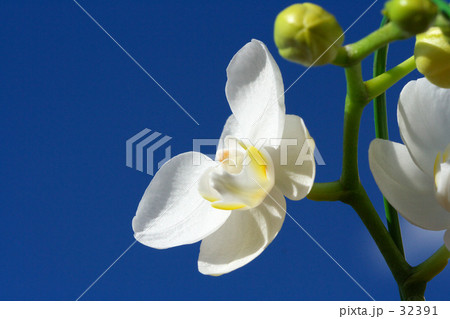 蝶のように舞う 32391