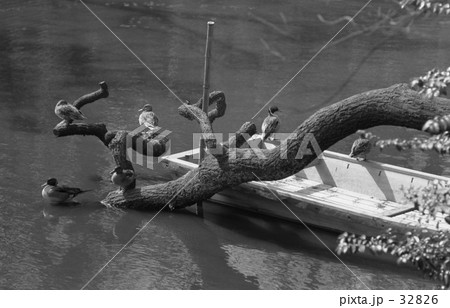 原宿・ 明治神宮、南池 昭和45年 原宿・ 明治神宮、南池 昭和45年 32826