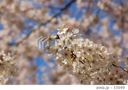 sakura 33099