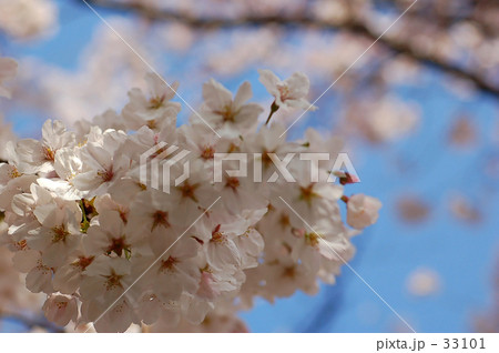 sakura sakura 33101