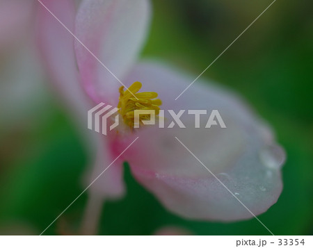 薄いピンクのベゴニアの花 薄いピンクのベゴニアの花 33354