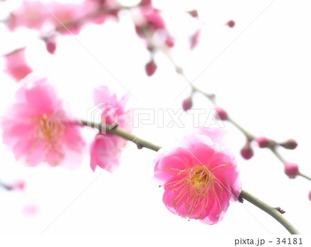 枝垂れ梅咲く 34181