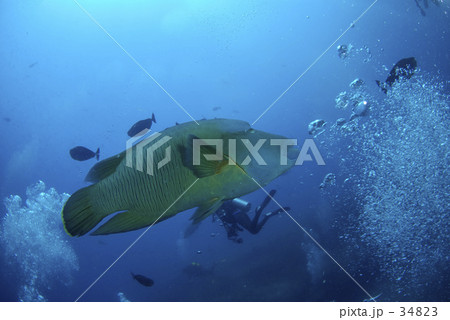 ナポレオン 34823