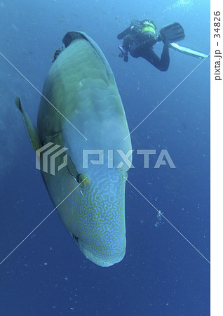 ナポレオン 34826