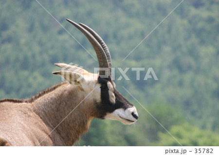 ローンアンテロープ 35782