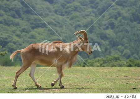 バーバリーシープ 35783