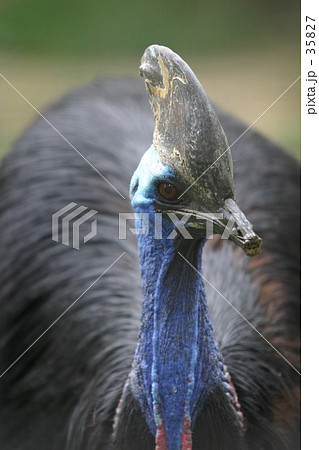 ヒクイドリ ヒクイドリ 35827