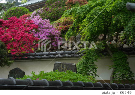 ツツジとお寺 36549