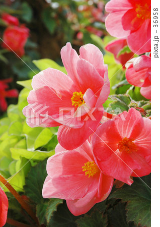 幸せ色の花 36958