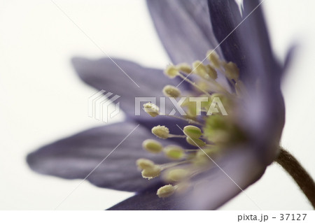 キクザキイチゲ 37127