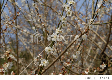 梅の花 梅の花 37481