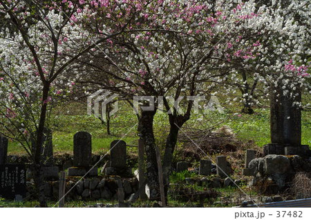 桜咲く 桜咲く 37482