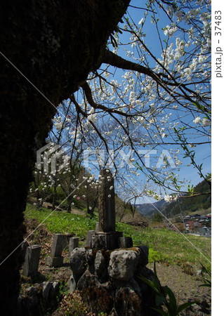 山間に咲く桜 山間に咲く桜 37483