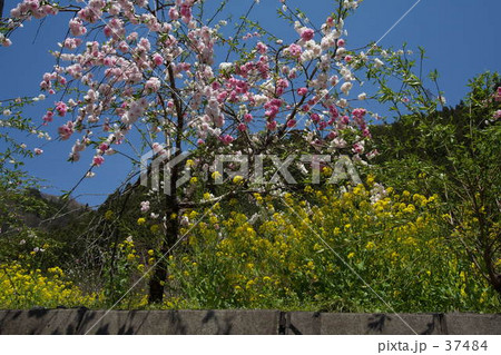八重桜 八重桜 37484