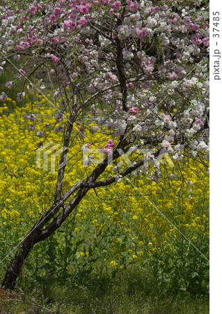 八重桜と菜の花 八重桜と菜の花 37485