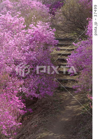 ツツジ咲く道 37499