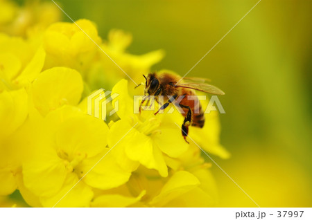 ミツバチのお仕事 37997