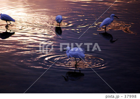 黄昏の水辺 黄昏の水辺 37998