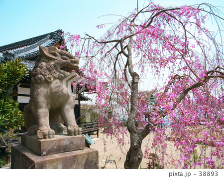 京都 善峰寺の桜 京都 善峰寺の桜 38893