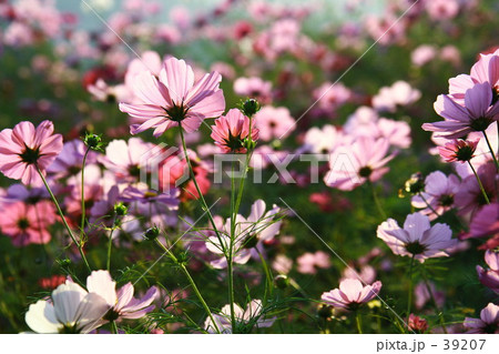 コスモス畑 コスモス畑 39207