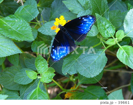 ツマムラサキマダラのメス 39661