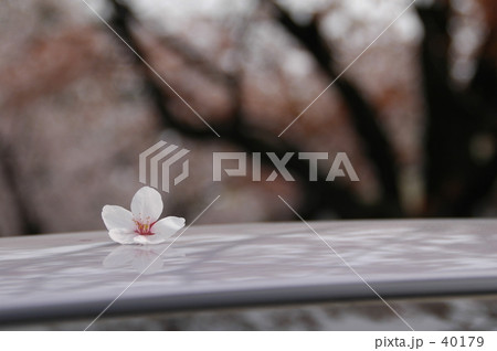 桜　ひとひら 40179