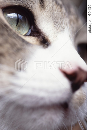 猫目 40430