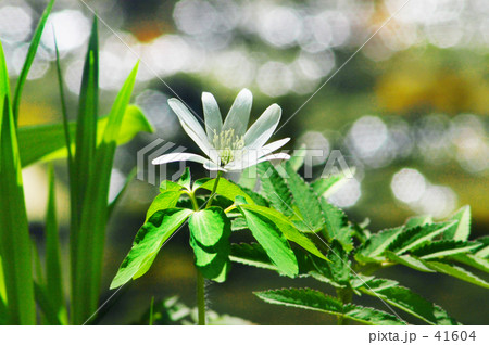 あずまいちげ 41604