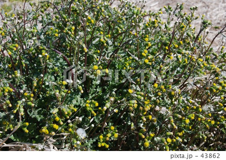 見沼田圃・春　ノボロギク 43862