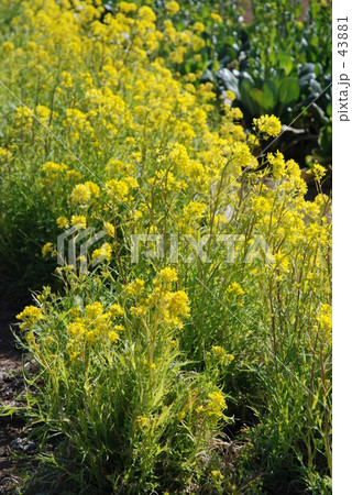 見沼田圃・春　ミズナ 43881