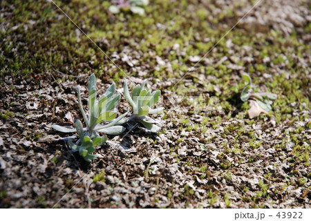 見沼田圃・春　ハハコグサ　  43922