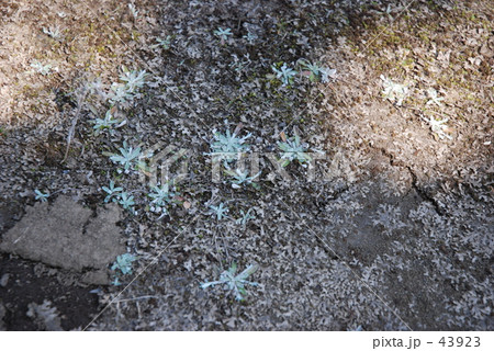 見沼田圃・春　チチコグサ　  43923