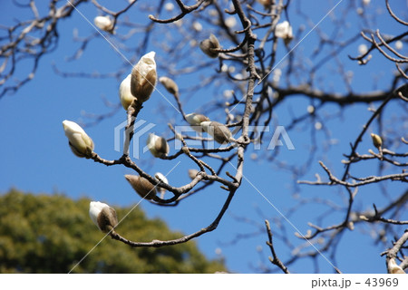 見沼田圃・春　 ハクモクレン 43969