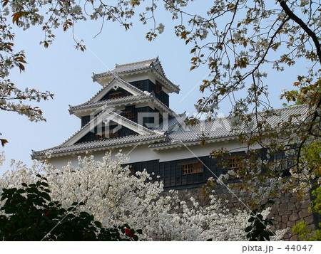 熊本城と桜 44047