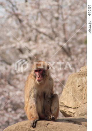 桜と猿 44234