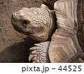 ガメラの素 44525