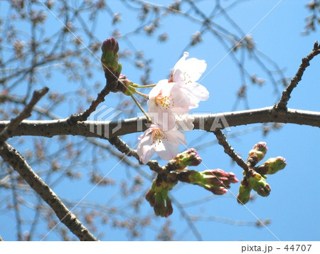 開花宣言。 開花宣言。 44707