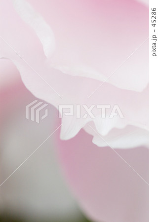 ローズの色 ローズの色 45286