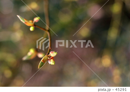 春の芽吹き 45291